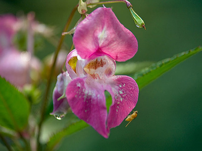 Waldorchidee