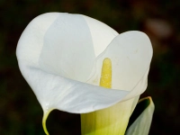 Blumen - Details aufnehmen