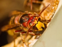 Insekten fotografieren