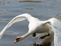 Vögel einfach fotografieren